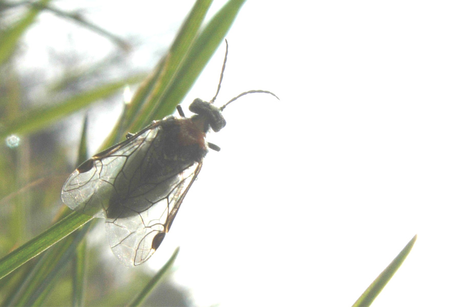 Imenottero Tenthredinidae